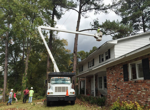 How Our Tree Care Process Works  in  Hopewell, NJ